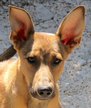 THANE, Hund, Belgischer Schäferhund-Mix in Zypern - Bild 1