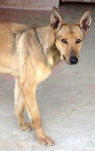 THANE, Hund, Belgischer Schäferhund-Mix in Zypern - Bild 11