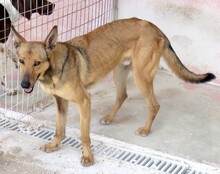 THANE, Hund, Belgischer Schäferhund-Mix in Zypern - Bild 12