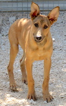 THANE, Hund, Belgischer Schäferhund-Mix in Zypern - Bild 2