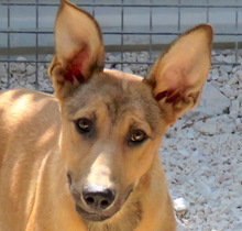 THANE, Hund, Belgischer Schäferhund-Mix in Zypern - Bild 3