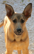 THANE, Hund, Belgischer Schäferhund-Mix in Zypern - Bild 6