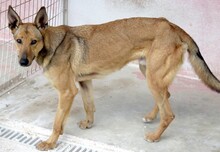 THANE, Hund, Belgischer Schäferhund-Mix in Zypern - Bild 8