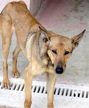 THANE, Hund, Belgischer Schäferhund-Mix in Zypern - Bild 9