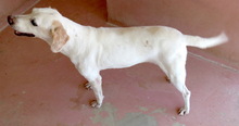 MIRIAM, Hund, Mischlingshund in Stadland - Bild 11