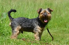 TIO, Hund, Yorkshire Terrier in Polen - Bild 1