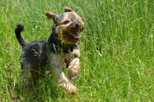 TIO, Hund, Yorkshire Terrier in Polen - Bild 3