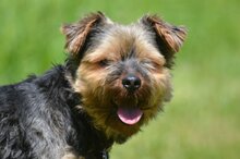 TIO, Hund, Yorkshire Terrier in Polen - Bild 4