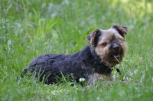 TIO, Hund, Yorkshire Terrier in Polen - Bild 5