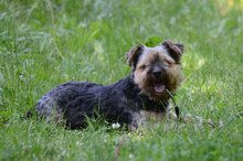 TIO, Hund, Yorkshire Terrier in Polen - Bild 6
