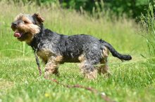 TIO, Hund, Yorkshire Terrier in Polen - Bild 7