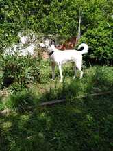 SAMMY, Hund, Mischlingshund in Harpstedt - Bild 5