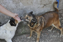 VECCHIETTA, Hund, Mischlingshund in Italien - Bild 5