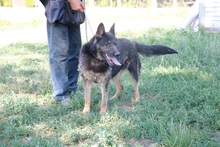MIA, Hund, Deutscher Schäferhund-Mix in Ungarn - Bild 2