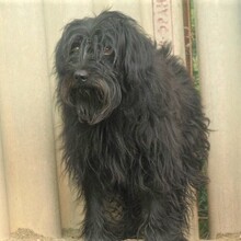 MIRI, Hund, Mischlingshund in Ungarn - Bild 1