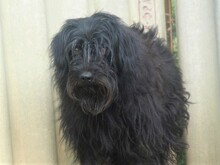 MIRI, Hund, Mischlingshund in Ungarn - Bild 2