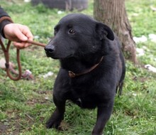 FIPSI, Hund, Mischlingshund in Ungarn - Bild 1