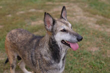 CARI, Hund, Mischlingshund in Kroatien - Bild 1