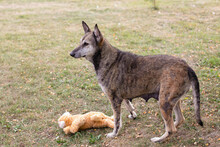 CARI, Hund, Mischlingshund in Kroatien - Bild 4