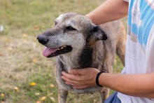 CARI, Hund, Mischlingshund in Kroatien - Bild 5