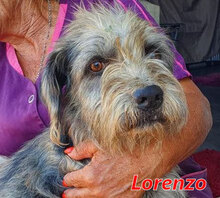 LORENZO, Hund, Mischlingshund in Italien - Bild 1