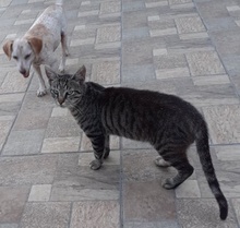 CLAPS, Katze, Hauskatze in Griechenland - Bild 2