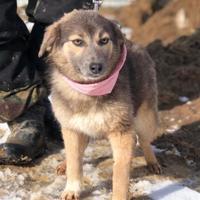 LISA, Hund, Mischlingshund in Russische Föderation - Bild 1