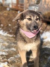 LISA, Hund, Mischlingshund in Russische Föderation - Bild 10