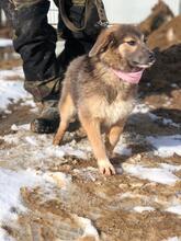 LISA, Hund, Mischlingshund in Russische Föderation - Bild 3