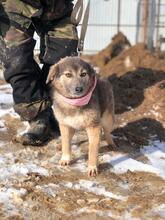 LISA, Hund, Mischlingshund in Russische Föderation - Bild 4