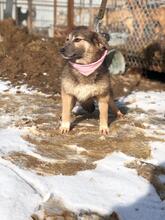 LISA, Hund, Mischlingshund in Russische Föderation - Bild 5