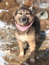 LISA, Hund, Mischlingshund in Russische Föderation - Bild 7