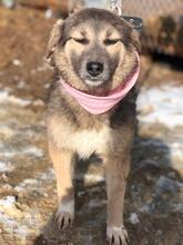 LISA, Hund, Mischlingshund in Russische Föderation - Bild 9