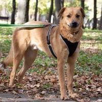 DYSCHES, Hund, Mischlingshund in Russische Föderation - Bild 1