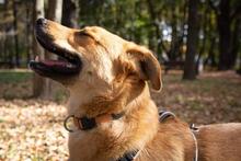 DYSCHES, Hund, Mischlingshund in Russische Föderation - Bild 10