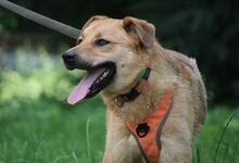 DYSCHES, Hund, Mischlingshund in Russische Föderation - Bild 13