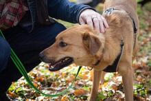 DYSCHES, Hund, Mischlingshund in Russische Föderation - Bild 16