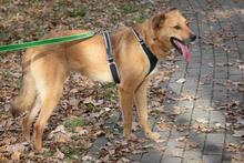 DYSCHES, Hund, Mischlingshund in Russische Föderation - Bild 19