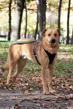 DYSCHES, Hund, Mischlingshund in Russische Föderation - Bild 2