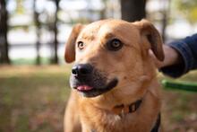 DYSCHES, Hund, Mischlingshund in Russische Föderation - Bild 7