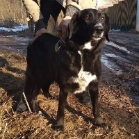 JACKIE, Hund, Mischlingshund in Russische Föderation - Bild 1