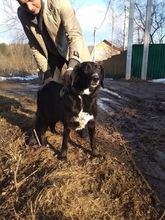 JACKIE, Hund, Mischlingshund in Russische Föderation - Bild 12