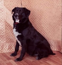 JACKIE, Hund, Mischlingshund in Russische Föderation - Bild 4