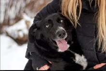 JACKIE, Hund, Mischlingshund in Russische Föderation - Bild 5