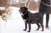 JACKIE, Hund, Mischlingshund in Russische Föderation - Bild 6