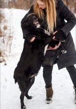 JACKIE, Hund, Mischlingshund in Russische Föderation - Bild 8