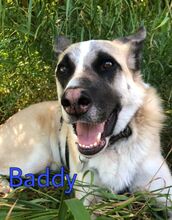 BADDY, Hund, Mischlingshund in Russische Föderation - Bild 10