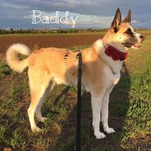 BADDY, Hund, Mischlingshund in Russische Föderation - Bild 2