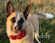 BADDY, Hund, Mischlingshund in Russische Föderation - Bild 4
