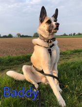 BADDY, Hund, Mischlingshund in Worms - Bild 11